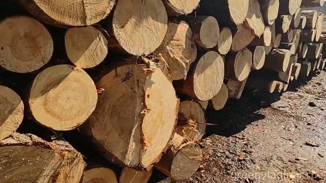 Вырубка леса под Владимиром для трассы М 12, апрель 2021 года смотреть онлайн