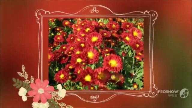 Осенние цветы. Осенние цветы фото смотреть онлайн