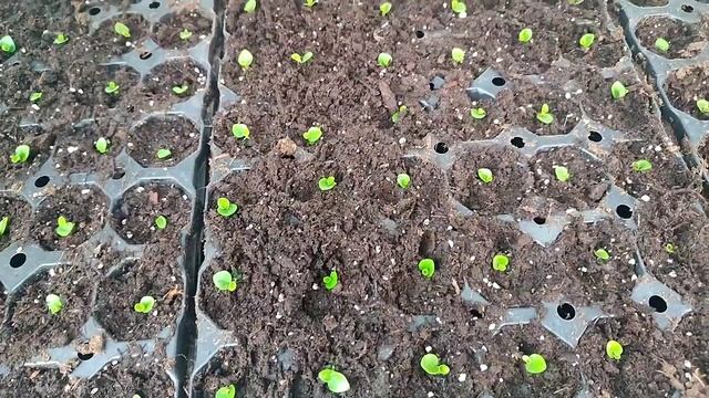 Бегония вечноцветущая от посева до пикировки смотреть онлайн