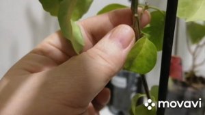 Обрезка бугенвилии.