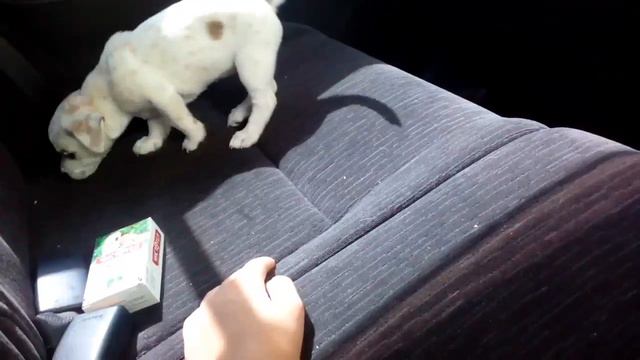 Щенок Джека Рассела терьера в машине!) смотреть онлайн