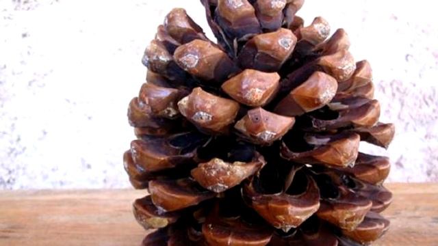 ÇAM KOZALAĞININ FAYDALARI / Kozalak Suyunun Faydaları / Kozalak Kürü смотреть онлайн