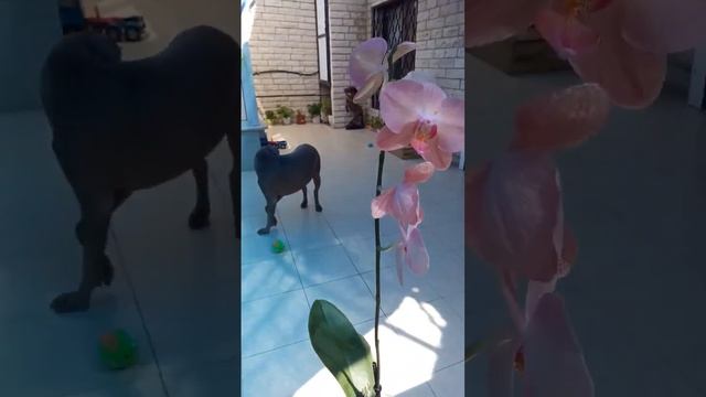 Навес на балконе.Бэн принимает работу.