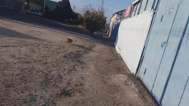 Улица БЫВШАЯ Д. УЛЬЯНОВА ., ТЕПЕРЬ ВОКЗАЛЬНАЯ смотреть онлайн