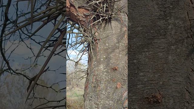 Колючая акация