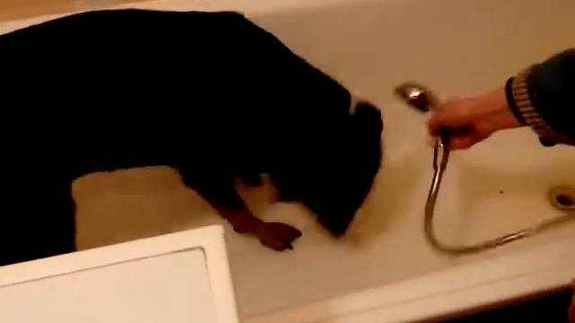 Неудачная попытка помыть собаку смотреть онлайн