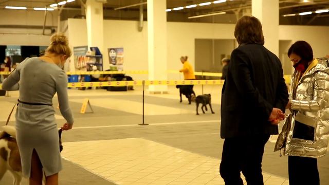 Класс Щенков Питомник ZAASI DAIMOND 24 01 21 смотреть онлайн