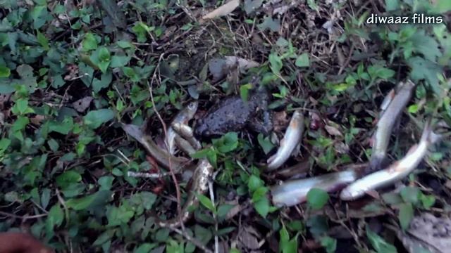 Amazing hunting / Fishing Trap in the river in Nepal -Nepali Traditional Fishing Trap смотреть онлайн