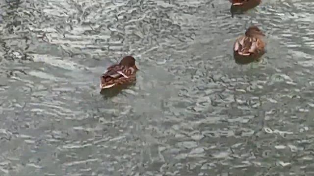 Уточки плавают в Феврале смотреть онлайн