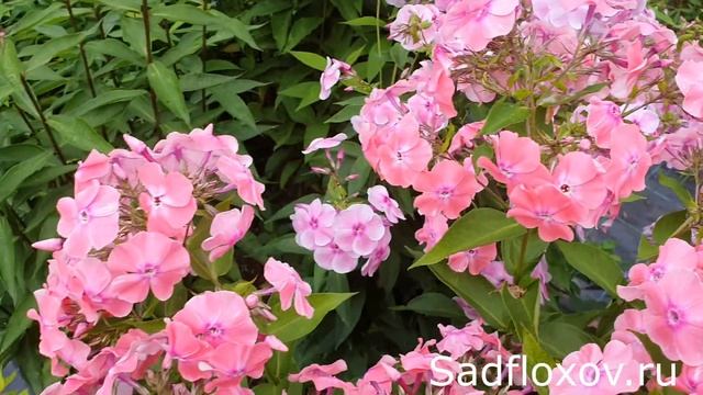 Флокс Стелла моей селекции, светло-розового кораллового цвета смотреть онлайн