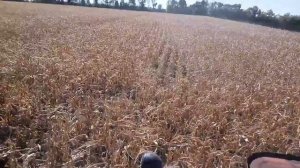 Нива СК-5. Уборка кукурузы по весенней дисковке. Евралис "Конгресс" #СельхозТехника ТВ