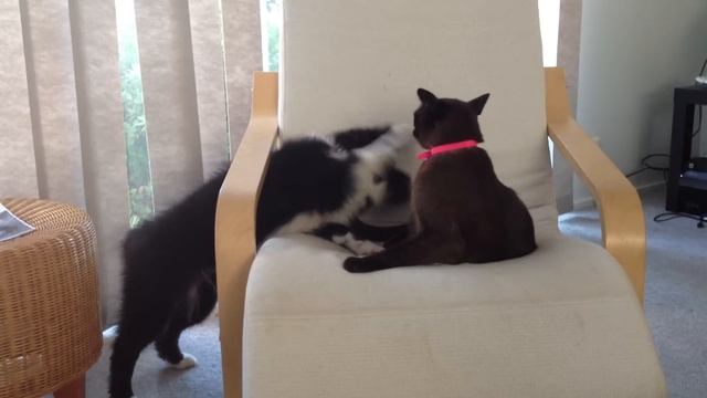 12 week old border collie vs Cat смотреть онлайн