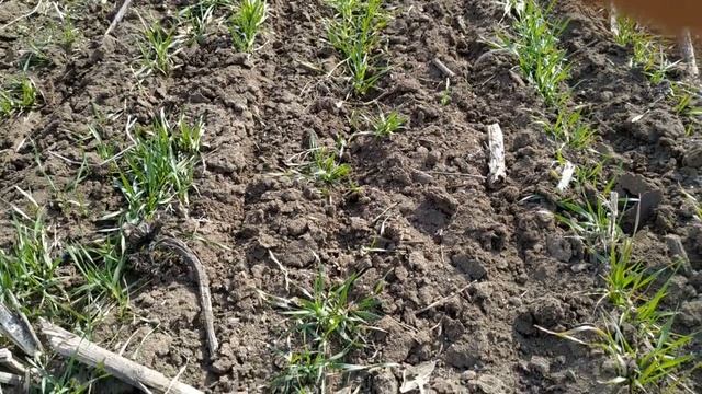 Удобряем поле пшеницы карбамидом. смотреть онлайн