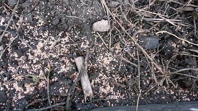 СУПЕР СРЕДСТВО ОТ #МУРАВЬЕВ смотреть онлайн