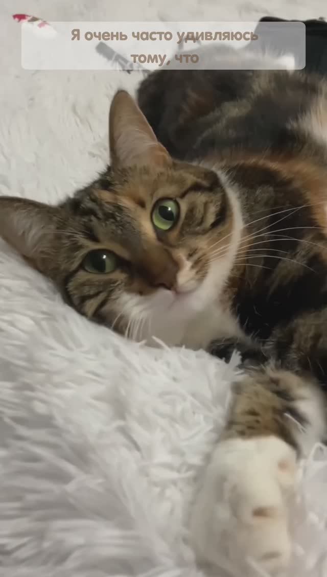 КОШКИ ИЛИ СОБАКИ?