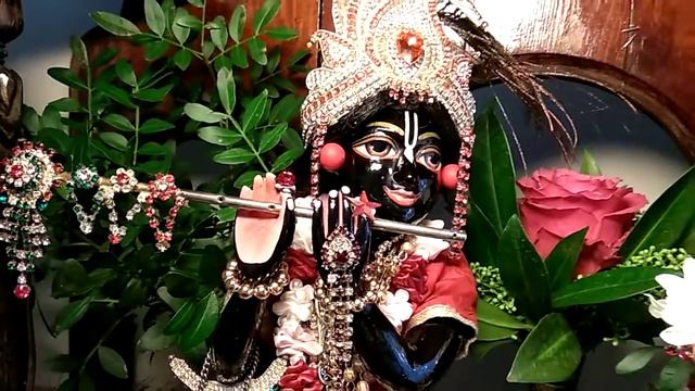 15.01.19 даршан Шри Шри Радха Шьямасундары смотреть онлайн