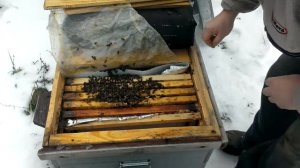 Зимняя подкормка пчел| Канди или мед?