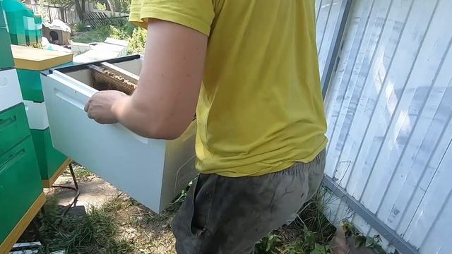 Как подсадить ценную матку с гарантией.100% прием смотреть онлайн