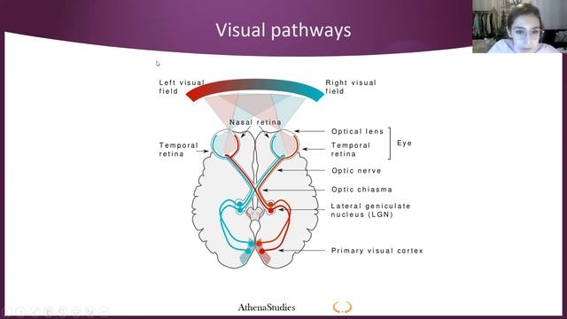 Free exam training | Brain & Cognition 1 | RU Psychology смотреть онлайн