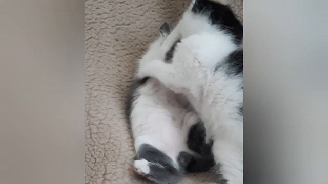 Милые и смешные котики развлекаются🐈🐈⬛ смотреть онлайн