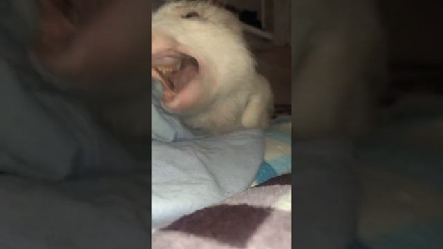 Пепси утомилась?Минипиг, микропиг, Ижевск, minipig, micropig, питомник Рязанская Диковинка смотреть онлайн