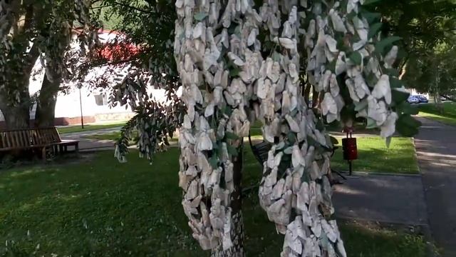 Нашествие мотыльков в Белокурихе смотреть онлайн