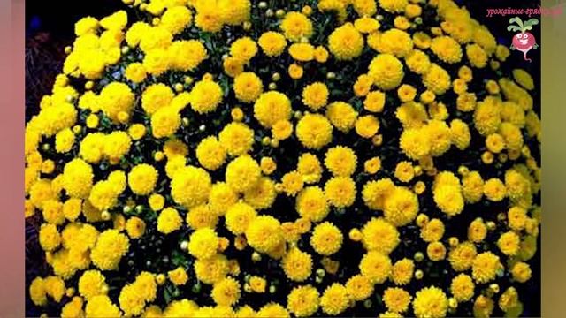 Как сохранить хризантемы зимой? Уход за хризантемой #urozhainye_gryadki смотреть онлайн