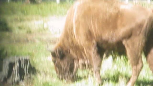 Зубры в Беловежской пуще смотреть онлайн