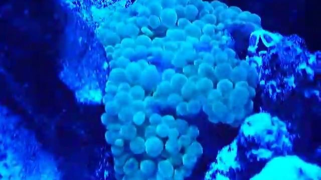 Bubble anemone and crab смотреть онлайн