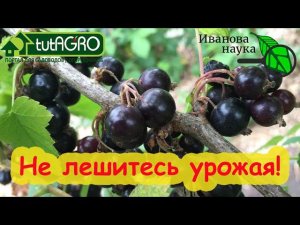 ТЕПЕРЬ НЕЛЬЗЯ!!! Этот химикат от тлей, стеклянницы и других вредителей оставит вас без урожая!