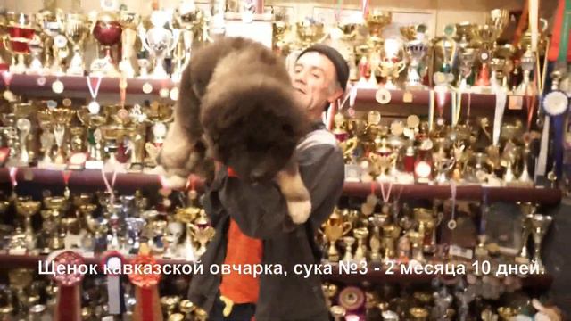 Продается щенок кавказской овчарки, сука №1. www.r-risk.ru +7 926 220 5603 Ягодкина Татьяна смотреть онлайн