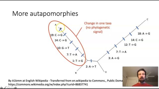 Long branch attraction in phylogenetics смотреть онлайн