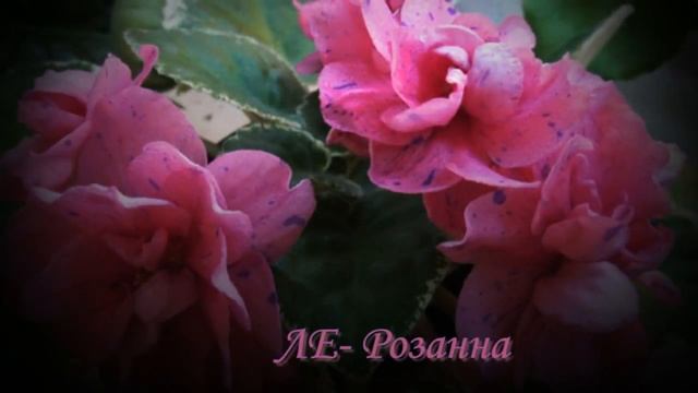 Новые сорта фиалок Елены Лебецкой. ЛЕ 2017. смотреть онлайн