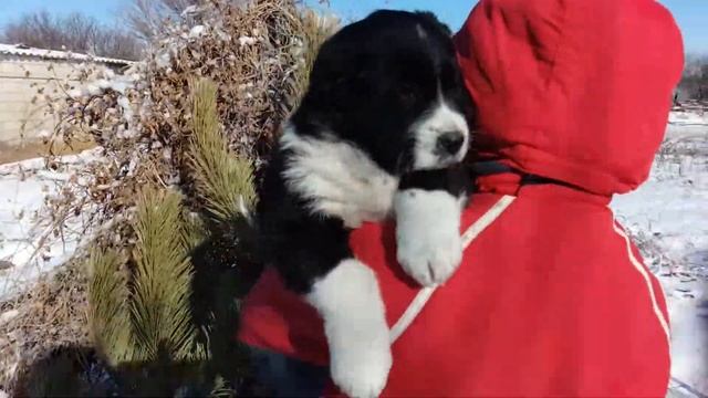 Стеллар Микс Европа. 45 дней. питомник Стеллар Микс. смотреть онлайн