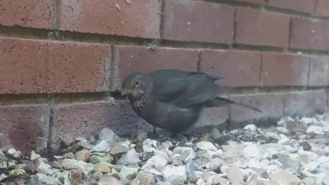 My Little Disabled Bird Buddy Searching For Worms смотреть онлайн