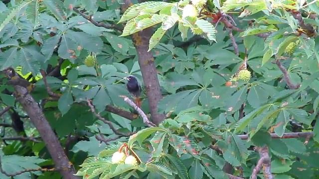 Папаша-горихвост с едой смотреть онлайн