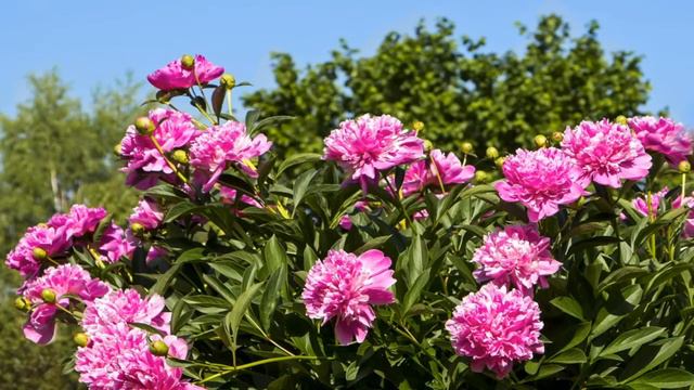 Встреча с друзьями, субботний отдых 115 смотреть онлайн