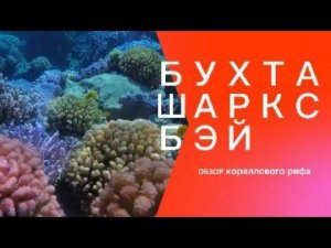 Египет -коралловые рифы бухты ШАРКС БЕЙ.Shark's Bay Beach. ШАРМ ЭЛЬ ШЕЙХ