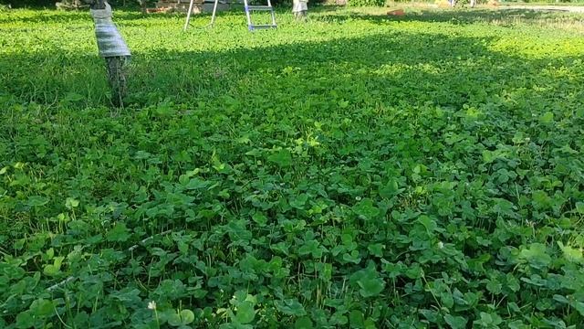 Самый дешёвый метод посадки клевера