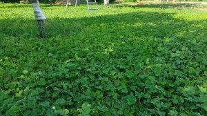 Самый дешёвый метод посадки клевера