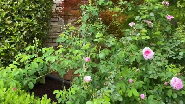 Olivia Austin, Ispahan, Evelyn, Gertrude Jekyll roses blooming! ?? смотреть онлайн