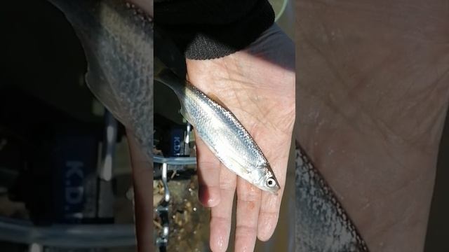 Уклейка - серебряная красотка! #shorts смотреть онлайн