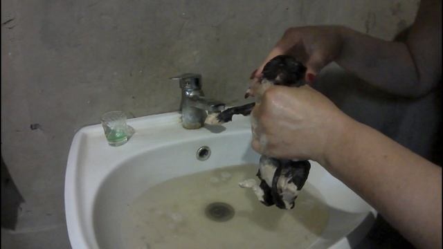 Котенка поедают блохи.Fleas eat kitty.Мгновенное избавление от блох.Instant flea disposal смотреть онлайн