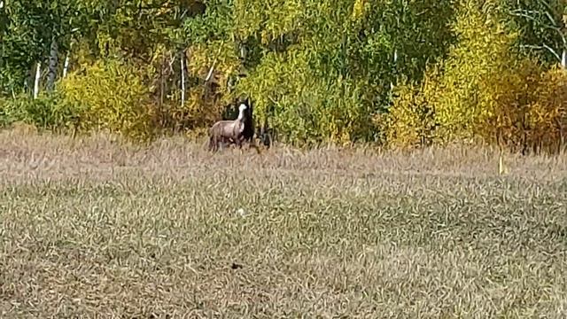 Отличное настроение на Золотой осени 2022 смотреть онлайн