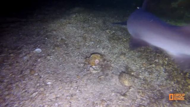 ORANGE GROUP - Philippines, Malapascua, Gato island, Белоперая рифовая акула, requiem sharks смотреть онлайн