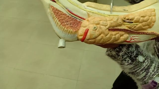 Practical Anatomy - GIT Module - Giant Mandible смотреть онлайн