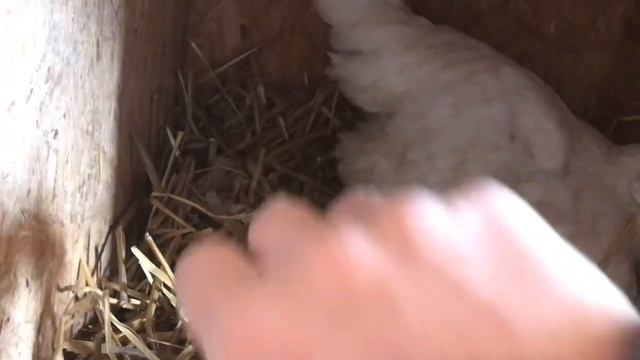 Курица несёт яйцо смотреть онлайн