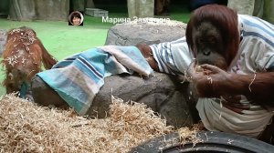 Могут ли орангутаны одеваться? Смотрите сами...