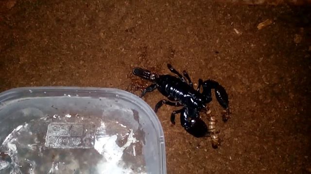 Heterometrus swammerdami eating смотреть онлайн