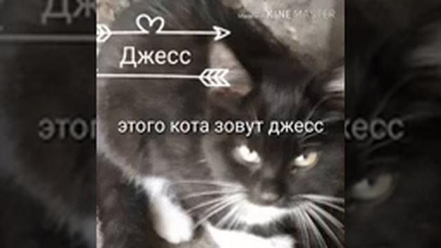 Грустная история про котенка. Реальная история смотреть онлайн